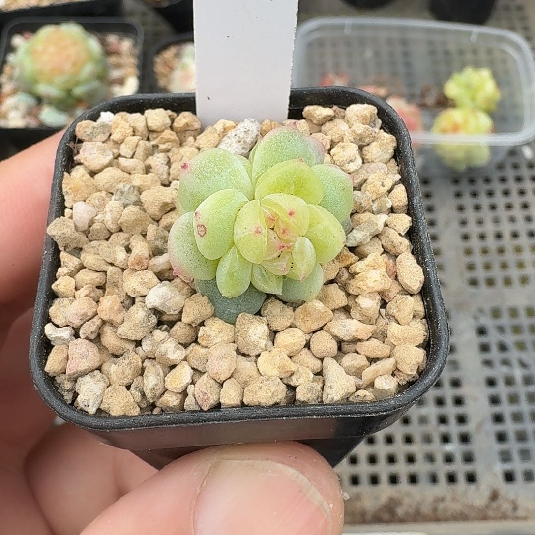 837号玉竹甜心缀化多肉植物