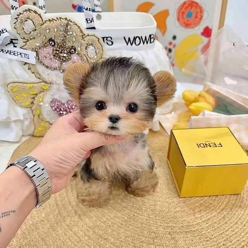 小体约克夏马尔济斯犬可爱呆萌适合玩赏