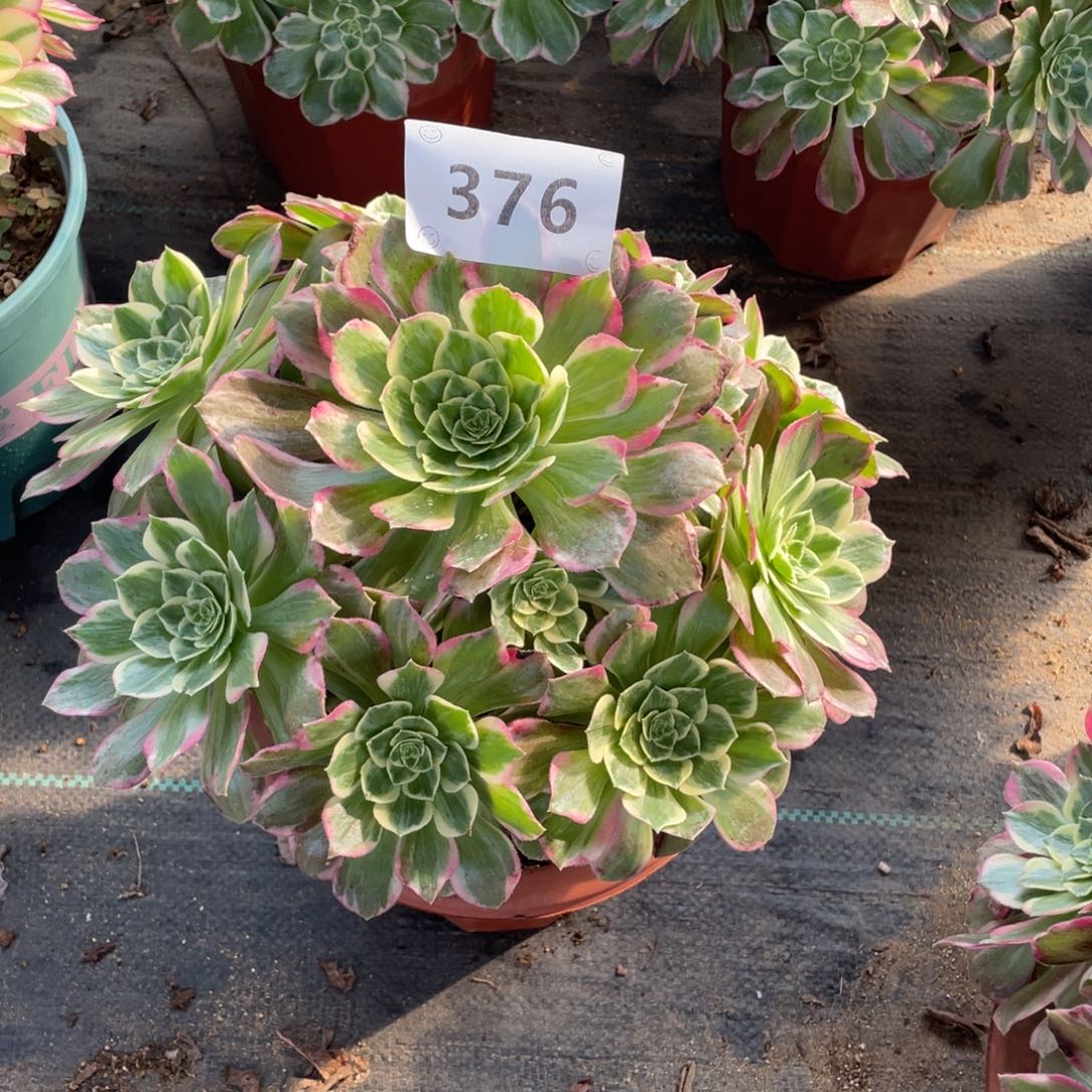 376万花筒       多肉      