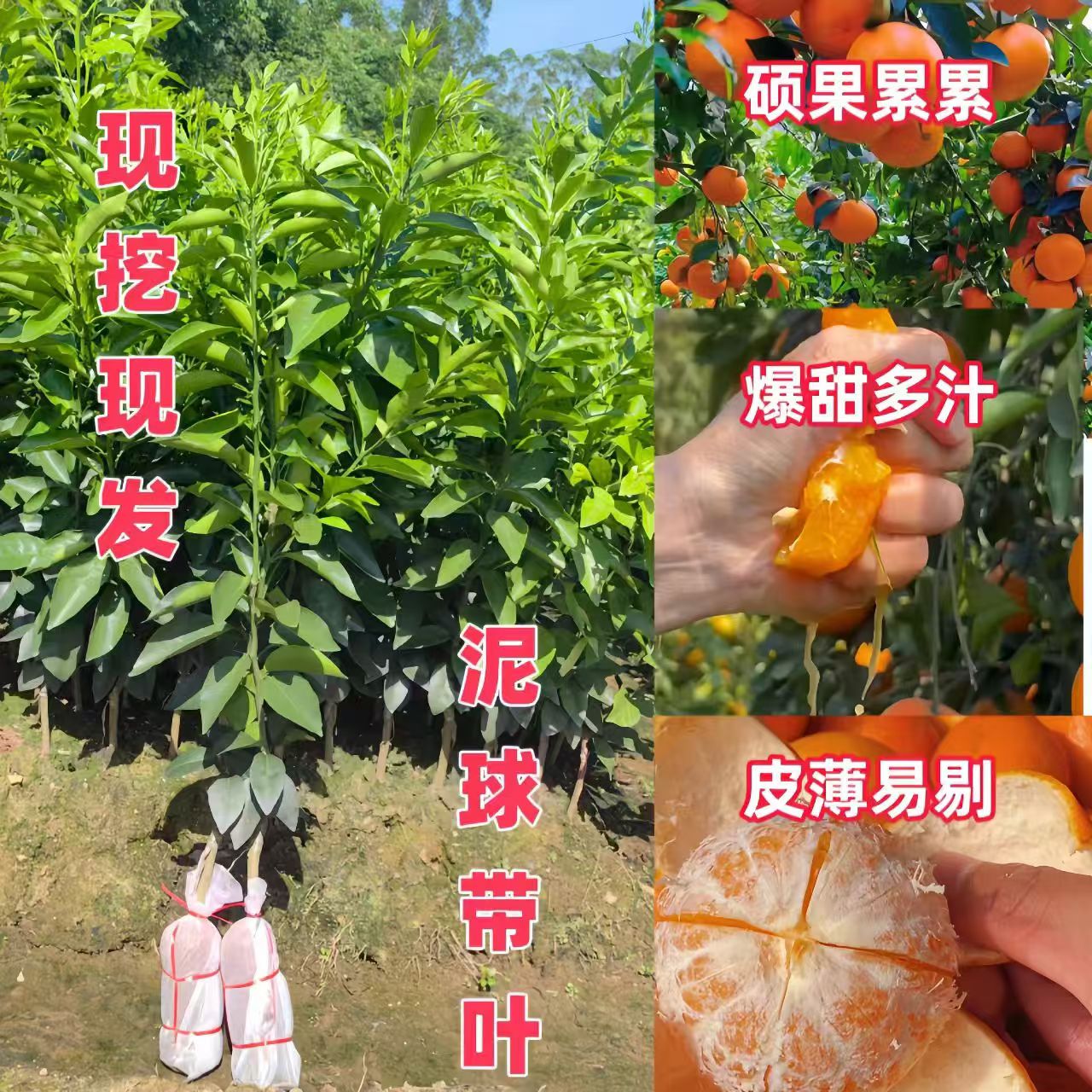 广西武鸣沃柑树苗高产沃柑苗正宗091无籽沃柑嫁接树苗柑橘苗橘子