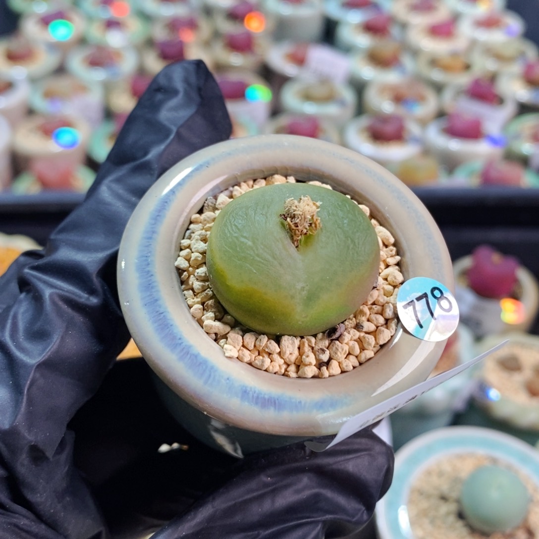 恩*5828--一物一拍 带盆