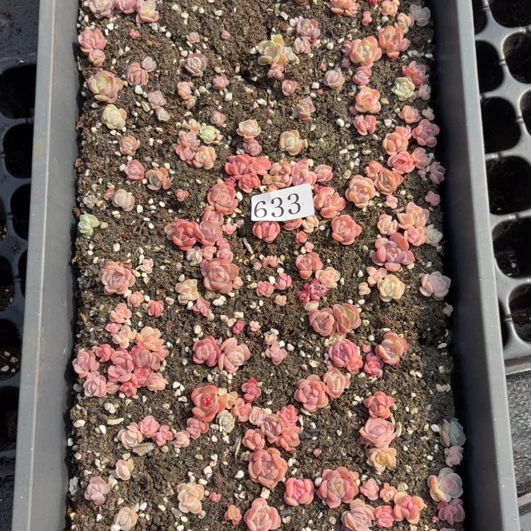 多肉植物多肉植物633