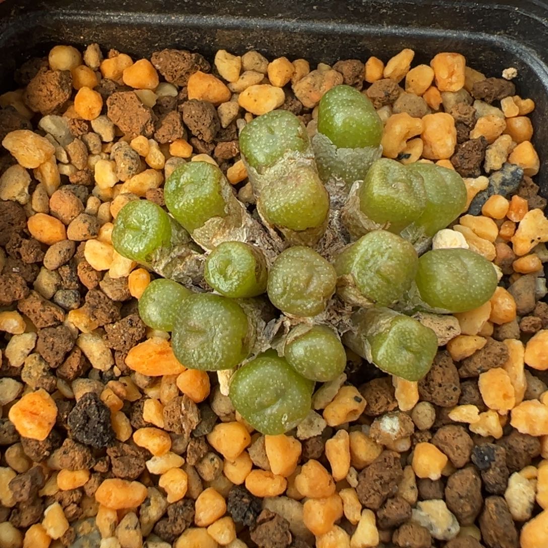 8-45肉锥多肉植物