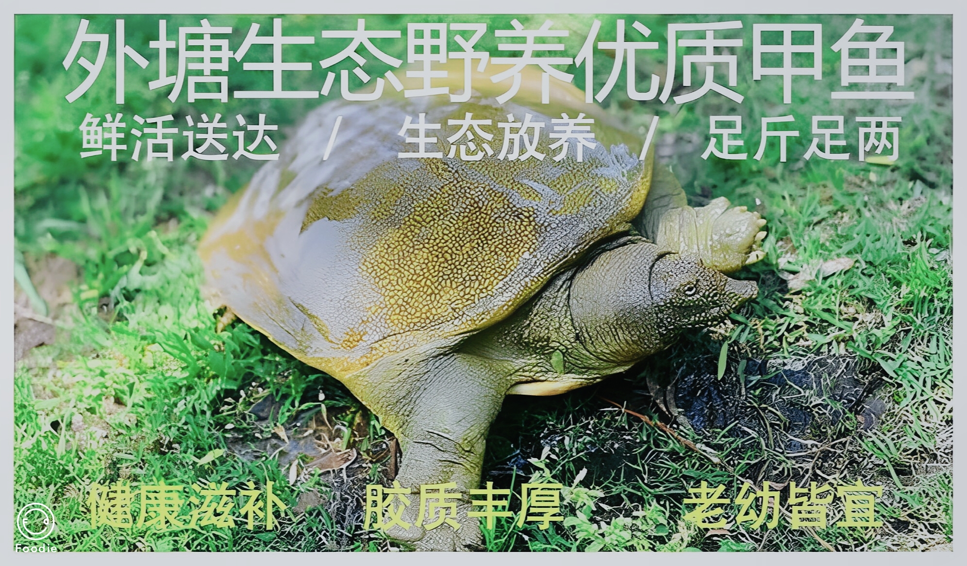 老余甲鱼/湖南常德西洞庭/高品质/团鱼/水鱼/王八