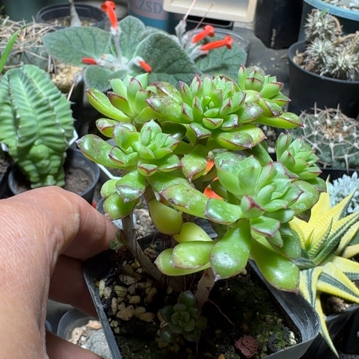 665酥皮鸭脱土发货