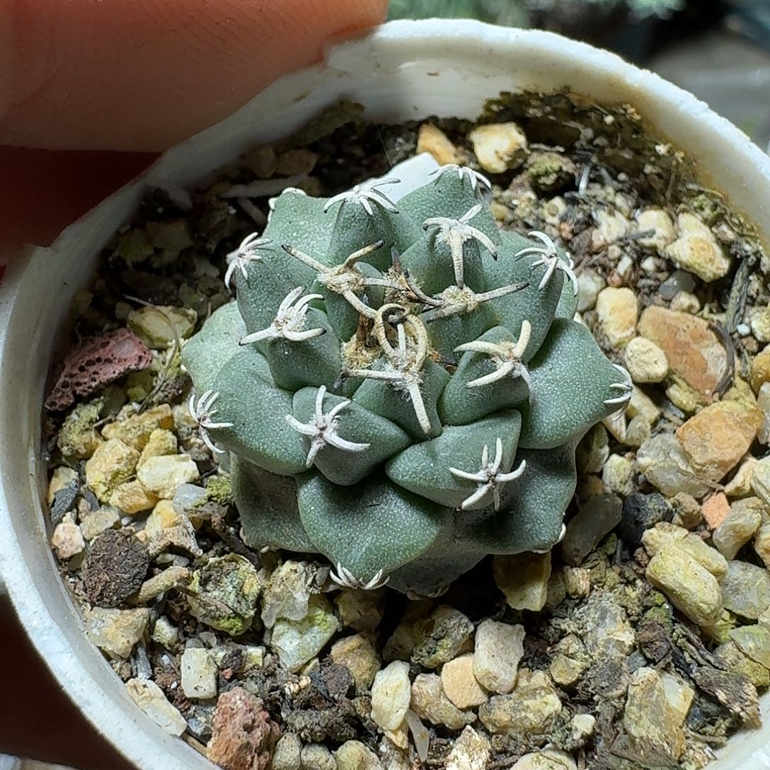 648赤花娇丽脱土发货