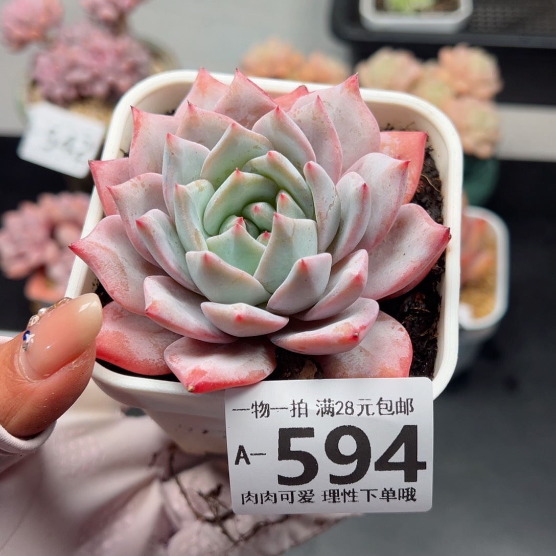 粉蓝鸟多肉多肉多肉多肉