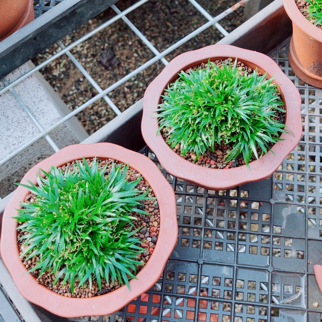 言***然无花朵言然菖蒲3盆999999998