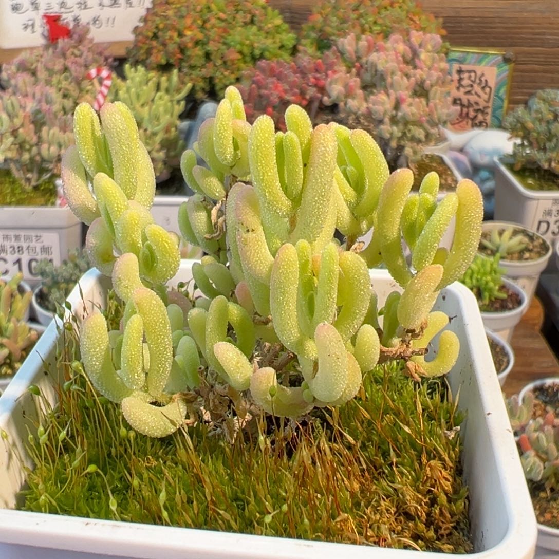 28-318钻石黄锦七方盆老桩有一片叶子微瑕