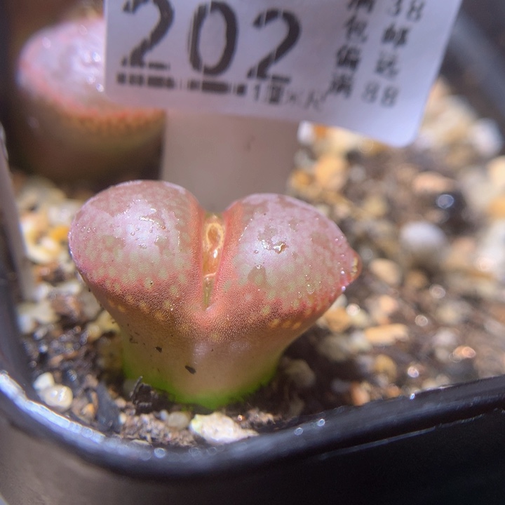精品生石花219.202