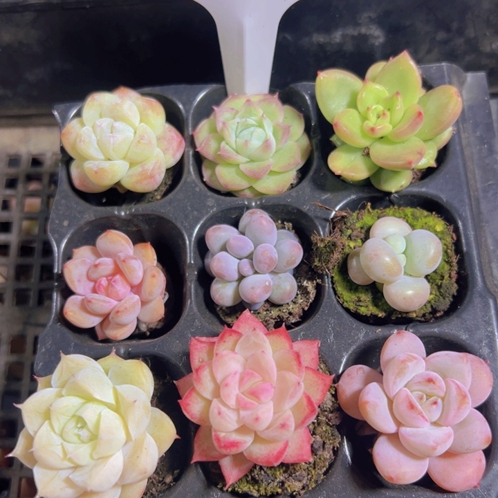 穴盘套餐精品多肉植物