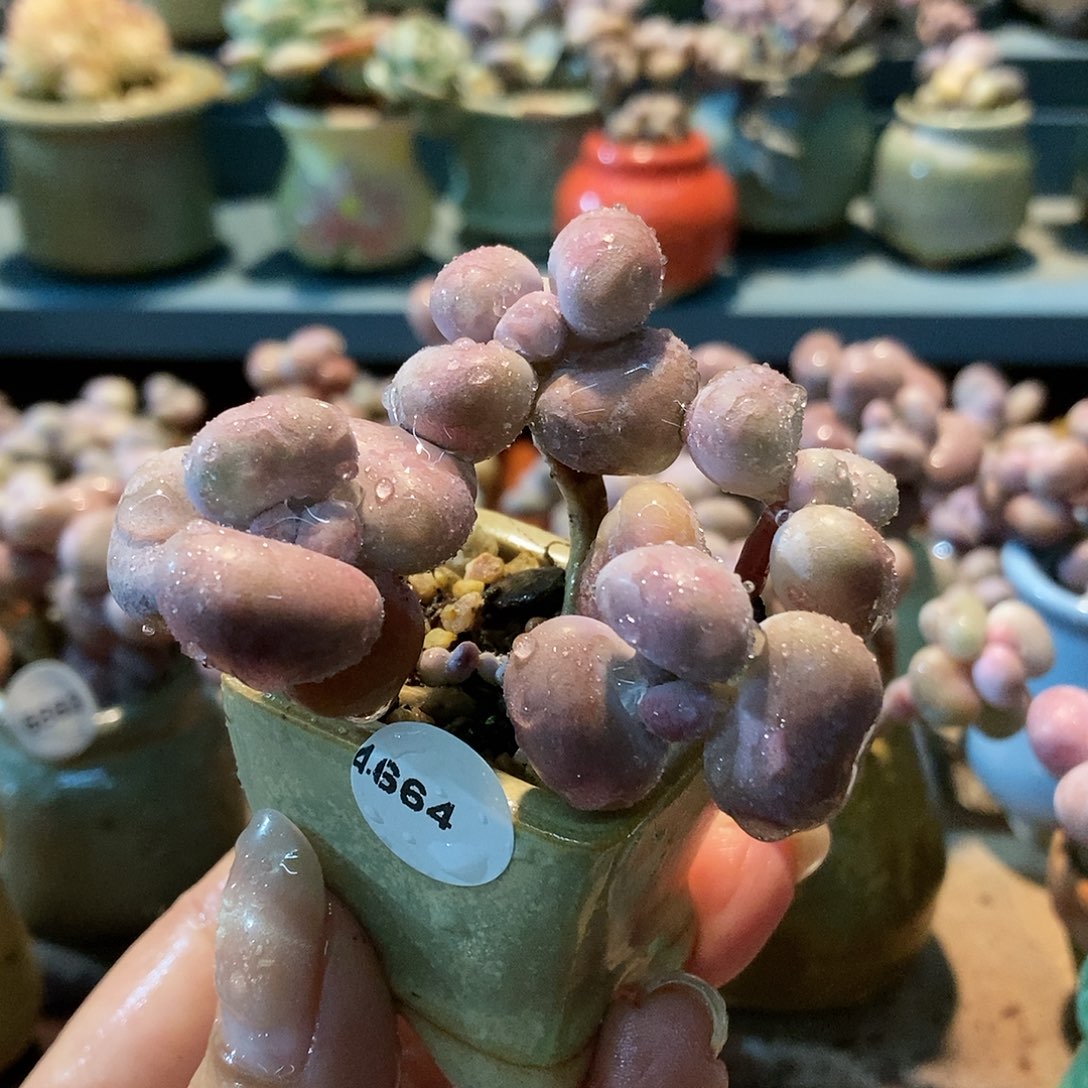 4664糖果腰子蛋带盆土