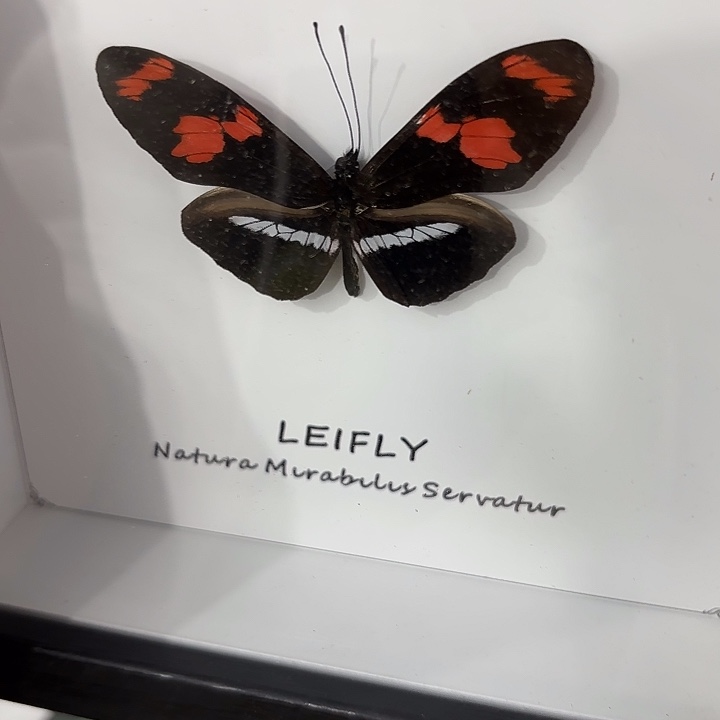 吴****蝴蝶标本定制841@