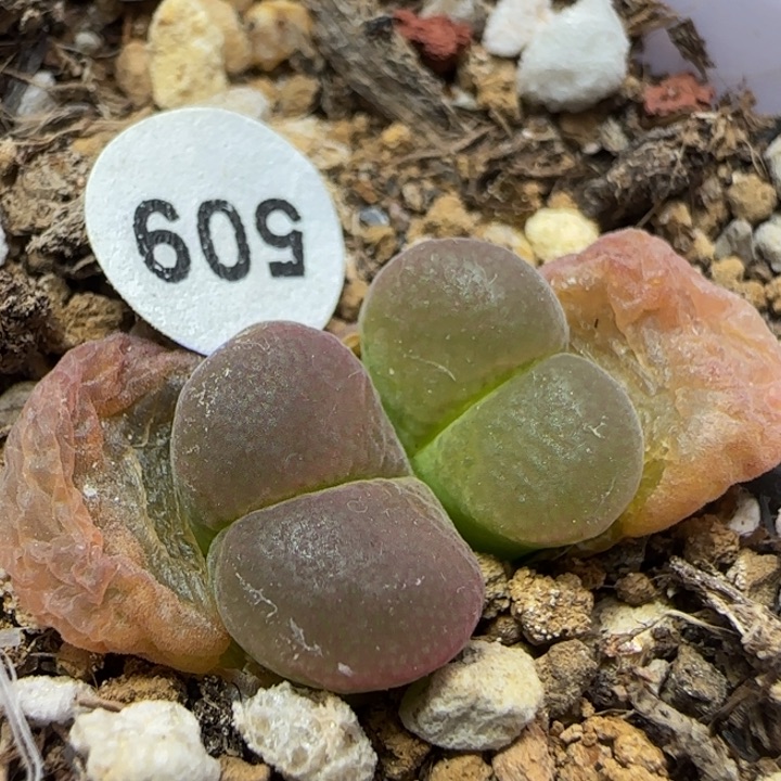 漂亮多肉植物509