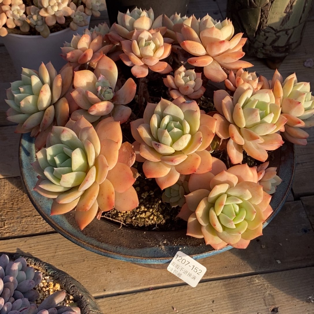 独***闲152号多肉群大群漂亮