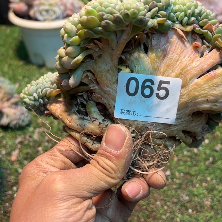 启***程还有一个呢，是你们在里面这么多人不说话065