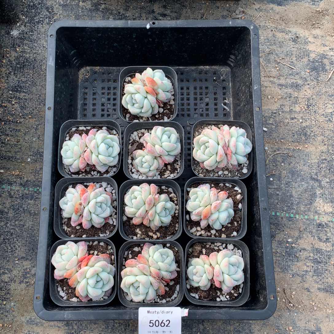 特5062冰玉双头5到6厘米10颗一组脱土发