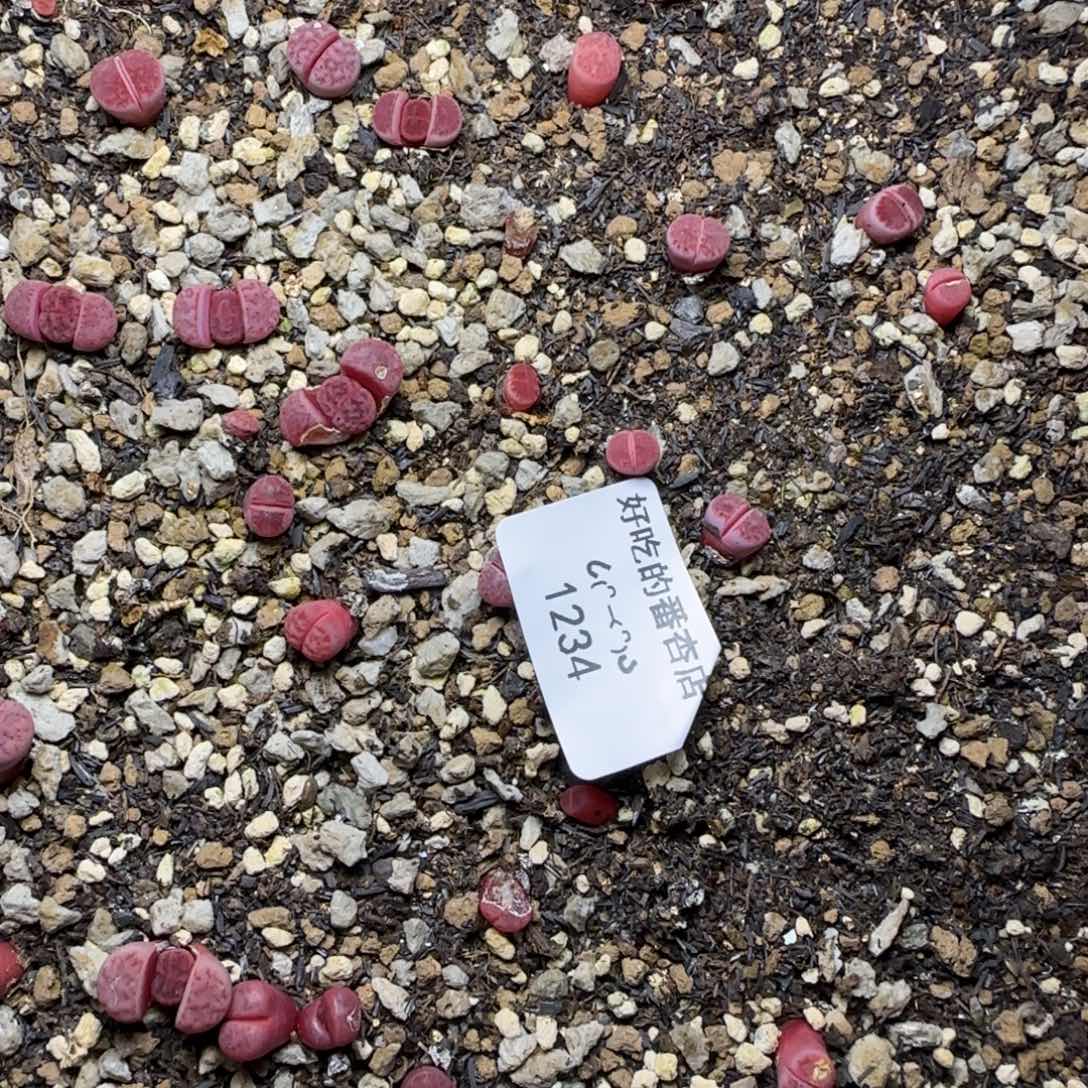 西***柚1234。默认脱土。18包邮。偏远88包邮