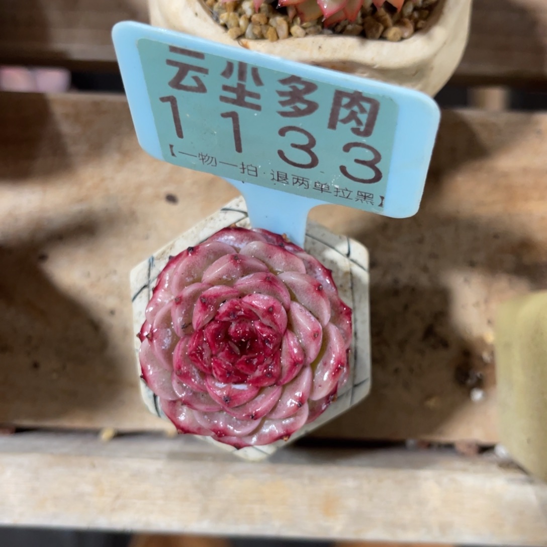 羚***主云尘多肉一物一拍不含盆1133