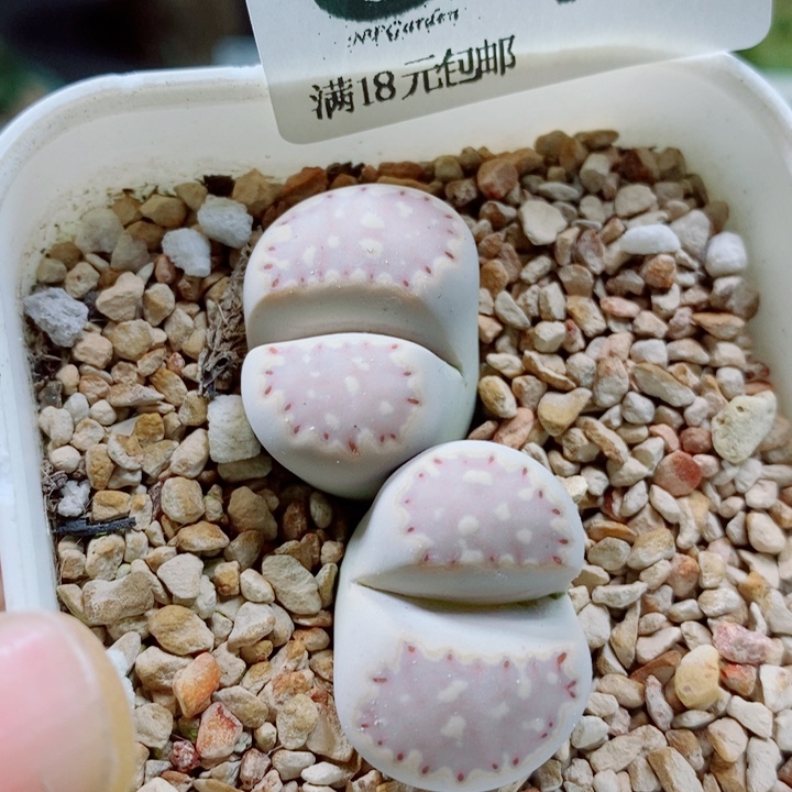 微***瓜生石花花花花花花花393补