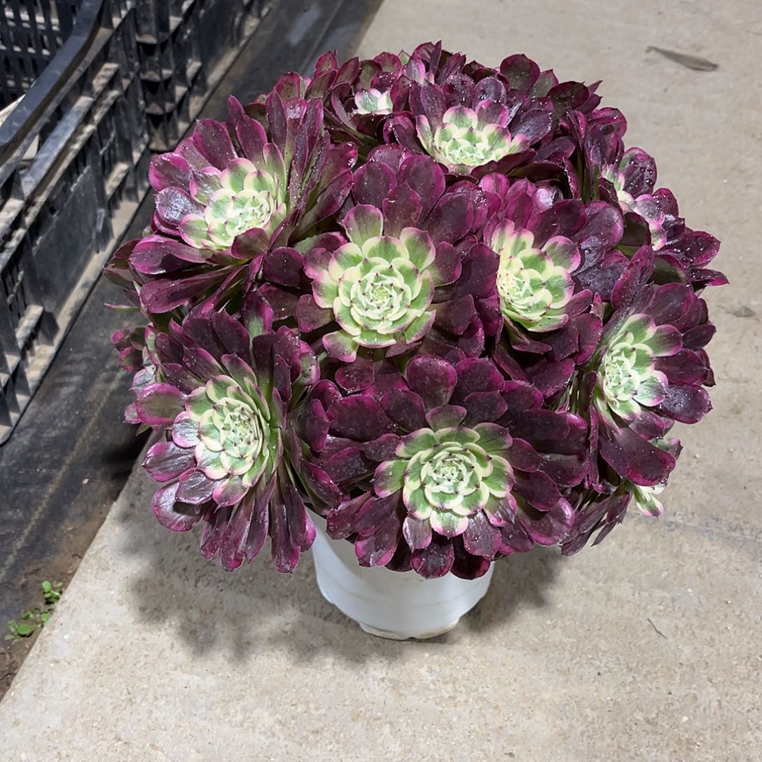 霁月法师朵朵漂亮漂亮