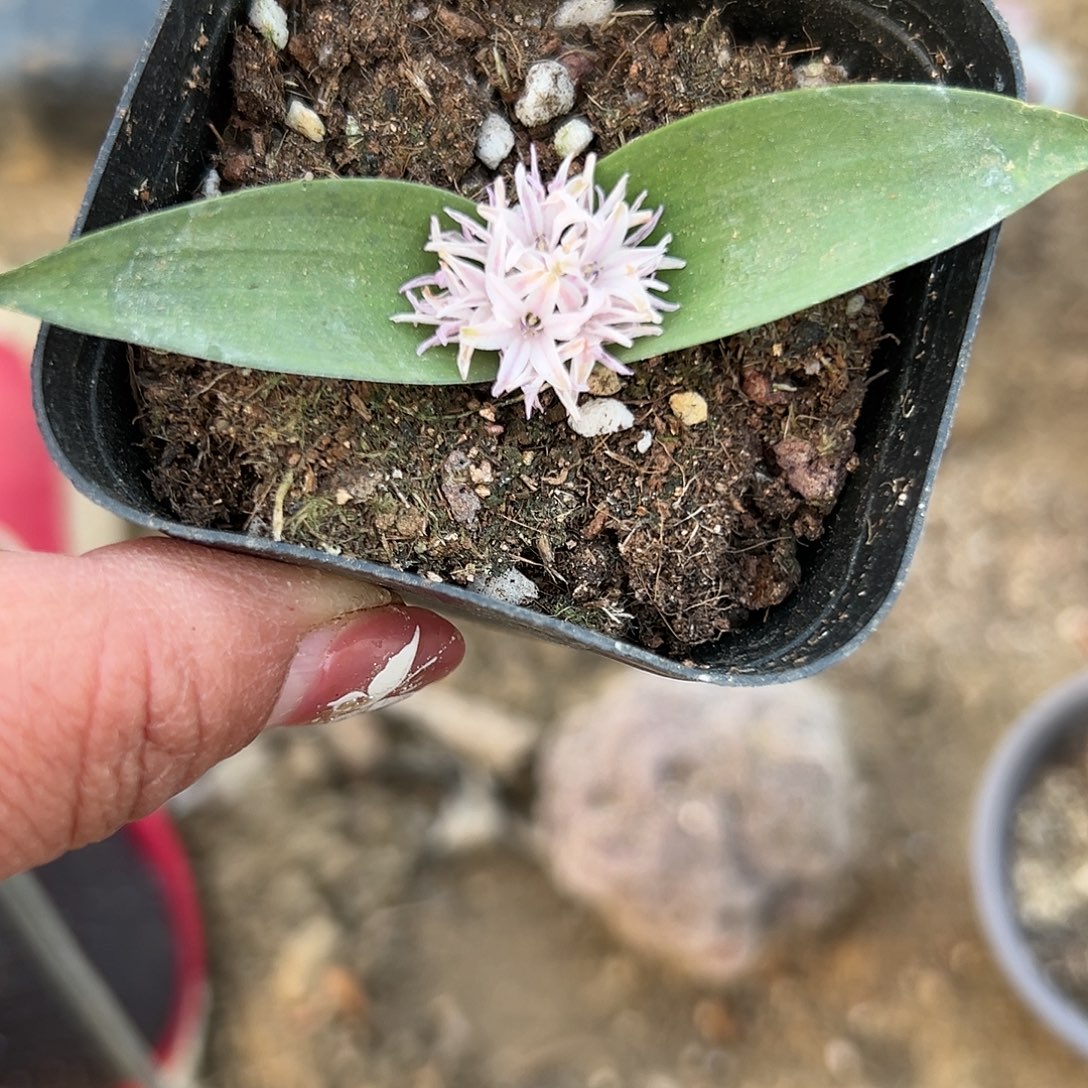 多肉植物立金花单头