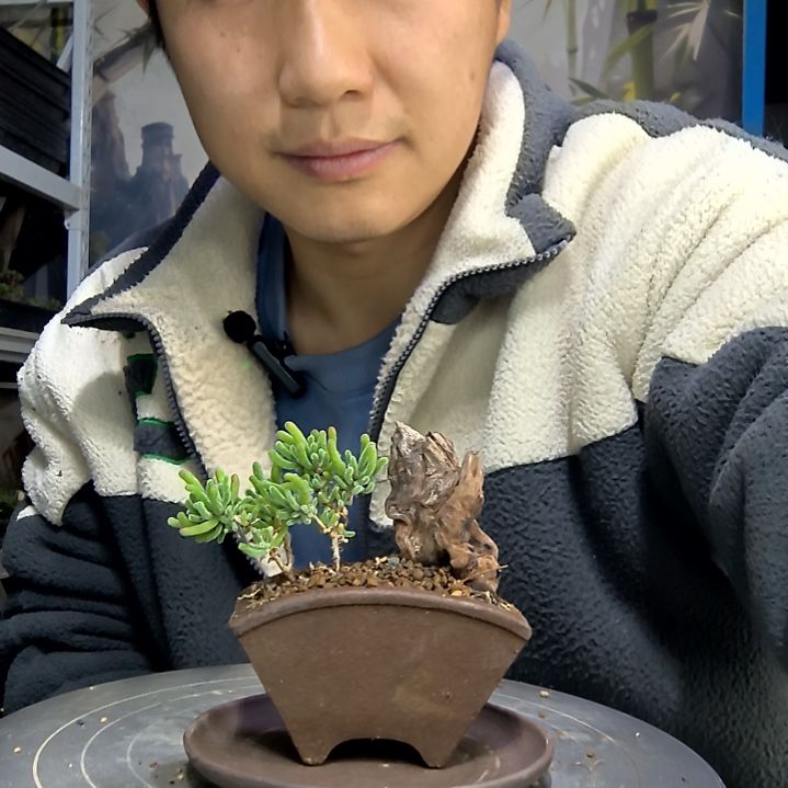 小**丁中青园艺一物一拍花483