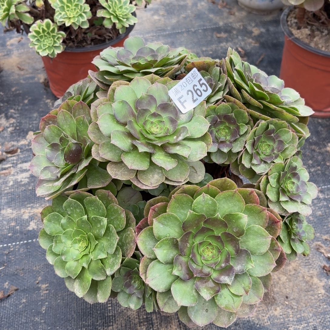 265多肉植物捧花的时候