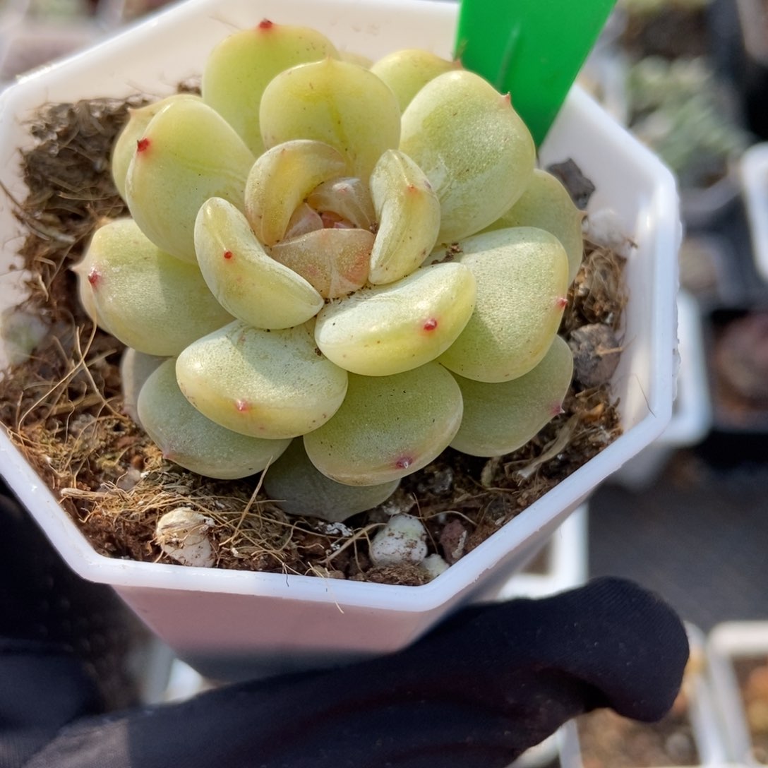 1916冰魄多肉植物