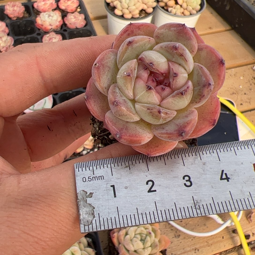 艳581 多肉植物组合盆栽