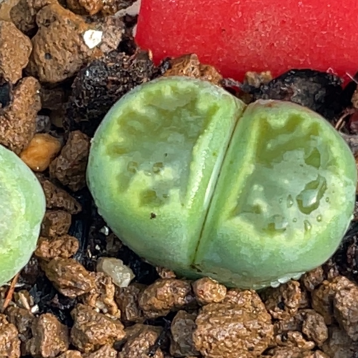 650绿菊脱土llllllll