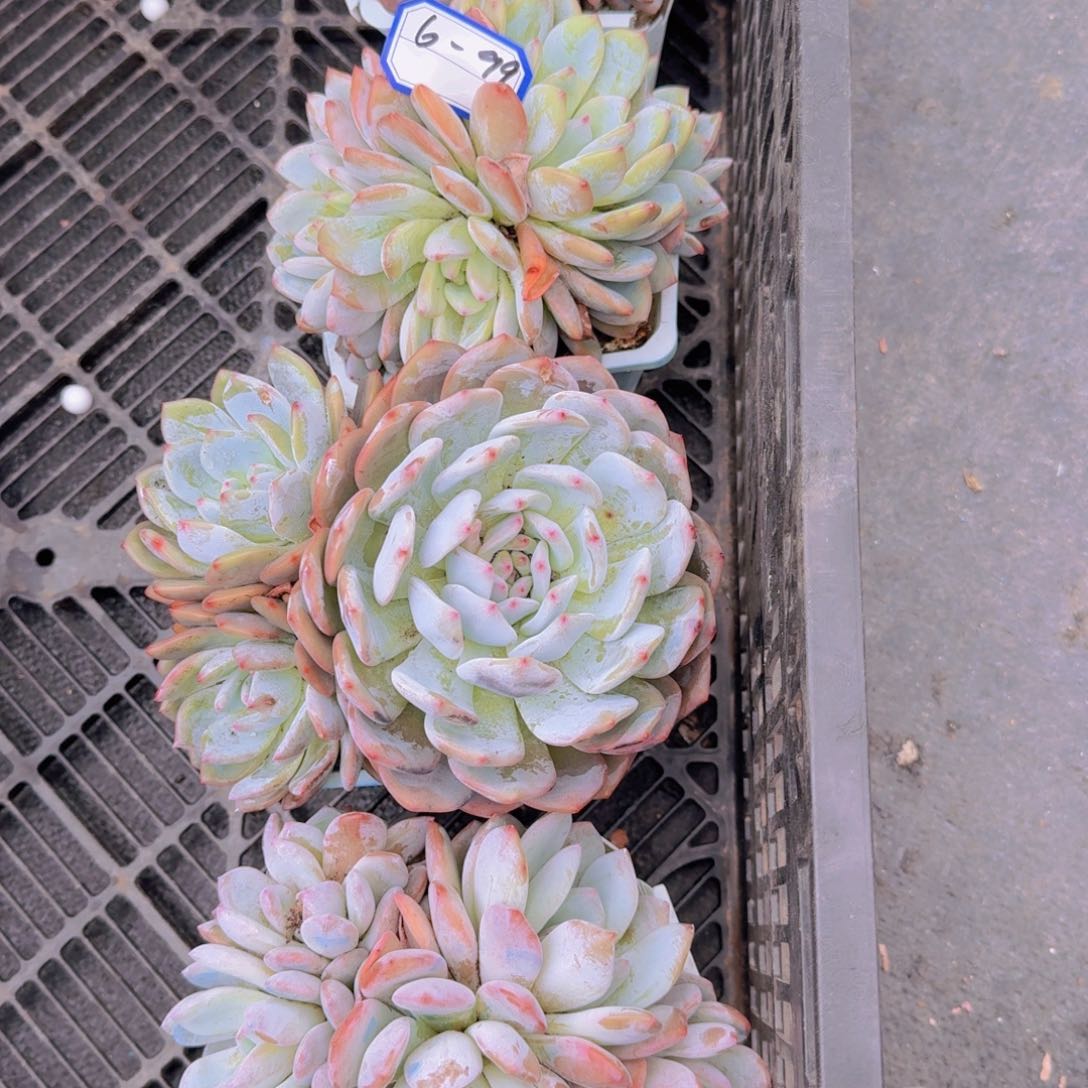 6-99橙子凡艺多肉