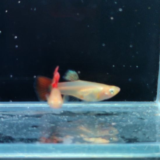 @***a孔雀鱼黄化红蕾丝80金属黄蕾丝白子120