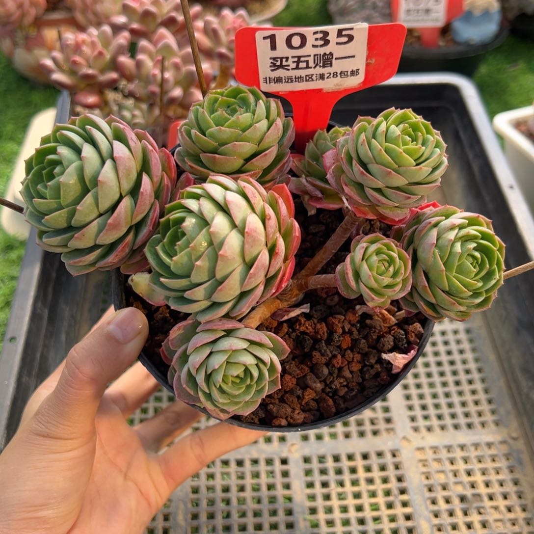 表妹精品多肉1035.