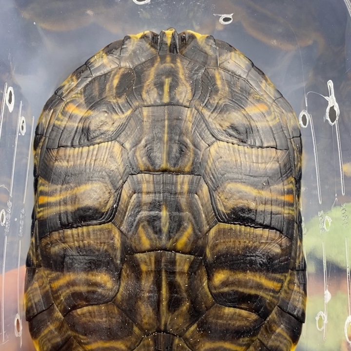 巴西彩龟母666666666