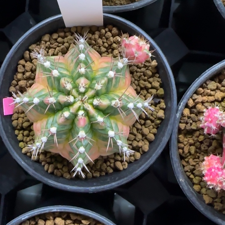 31-0209绿水鬼脱土发多肉