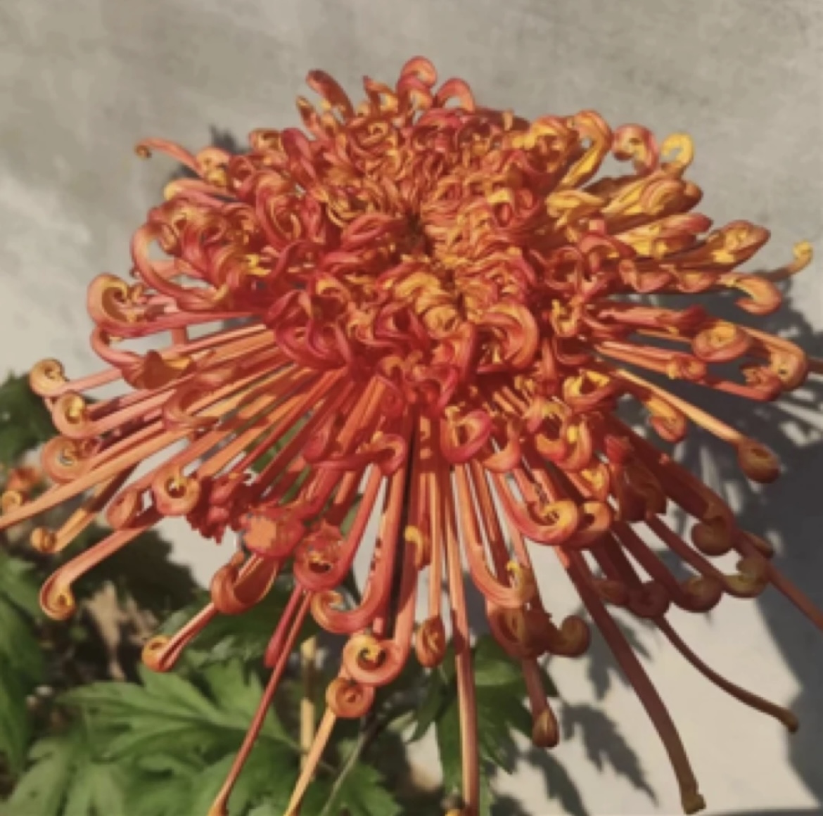 【洛浦抚琴】丝菊菊花盆栽大花多年生耐寒好养绿植花卉带花苞发货