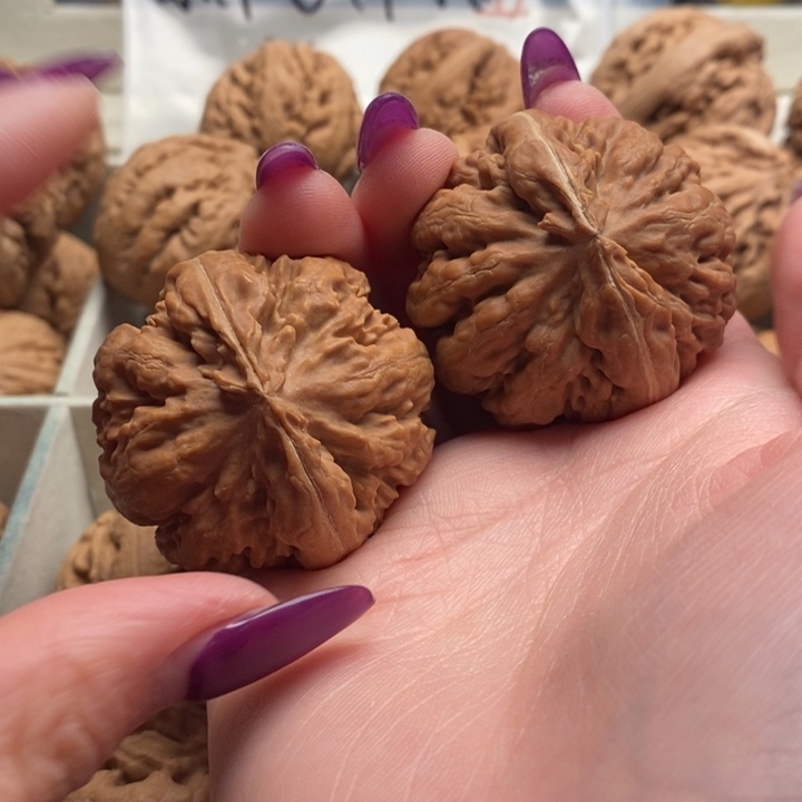 森***夏霸王龙全品无修一刀没动