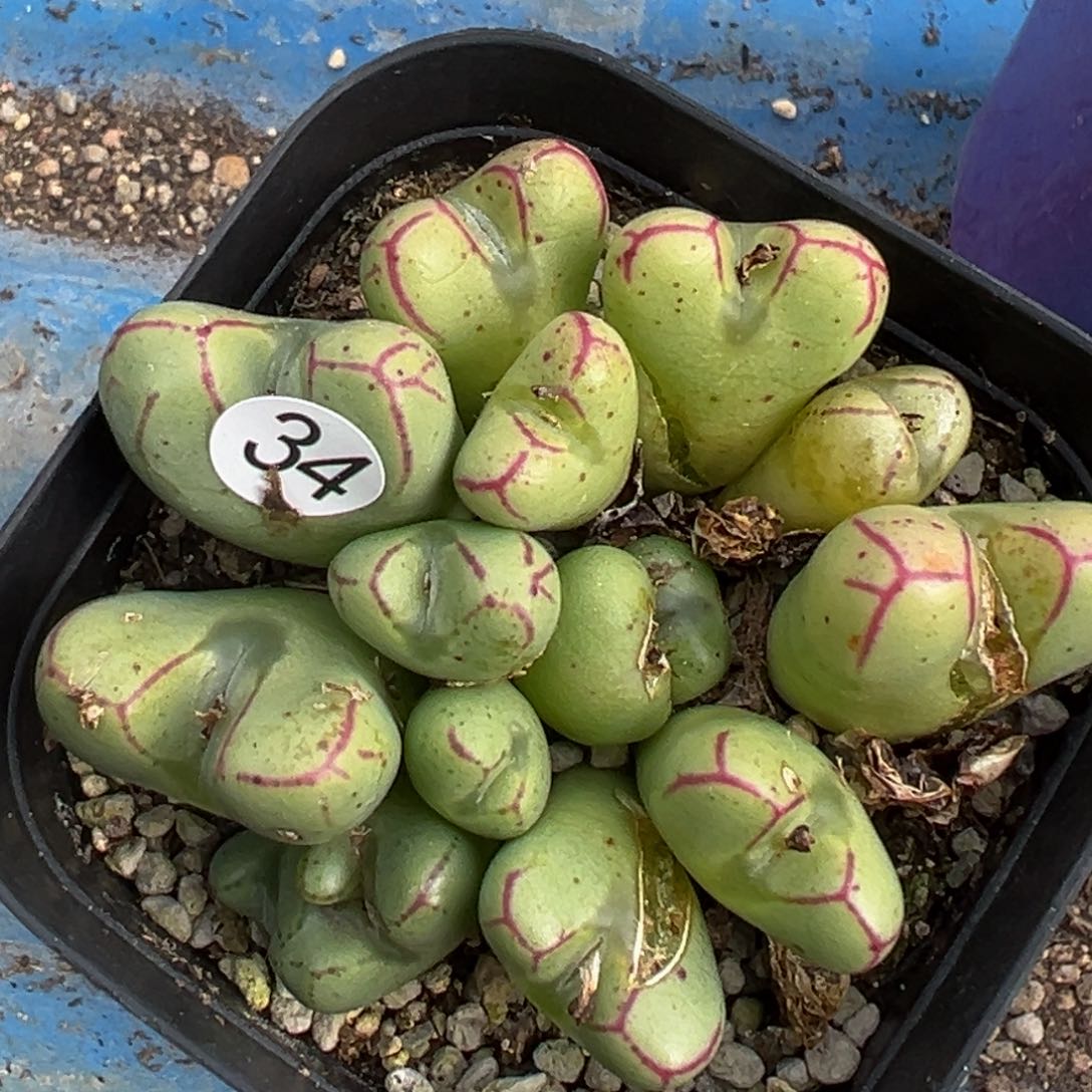 多肉植物111111111111