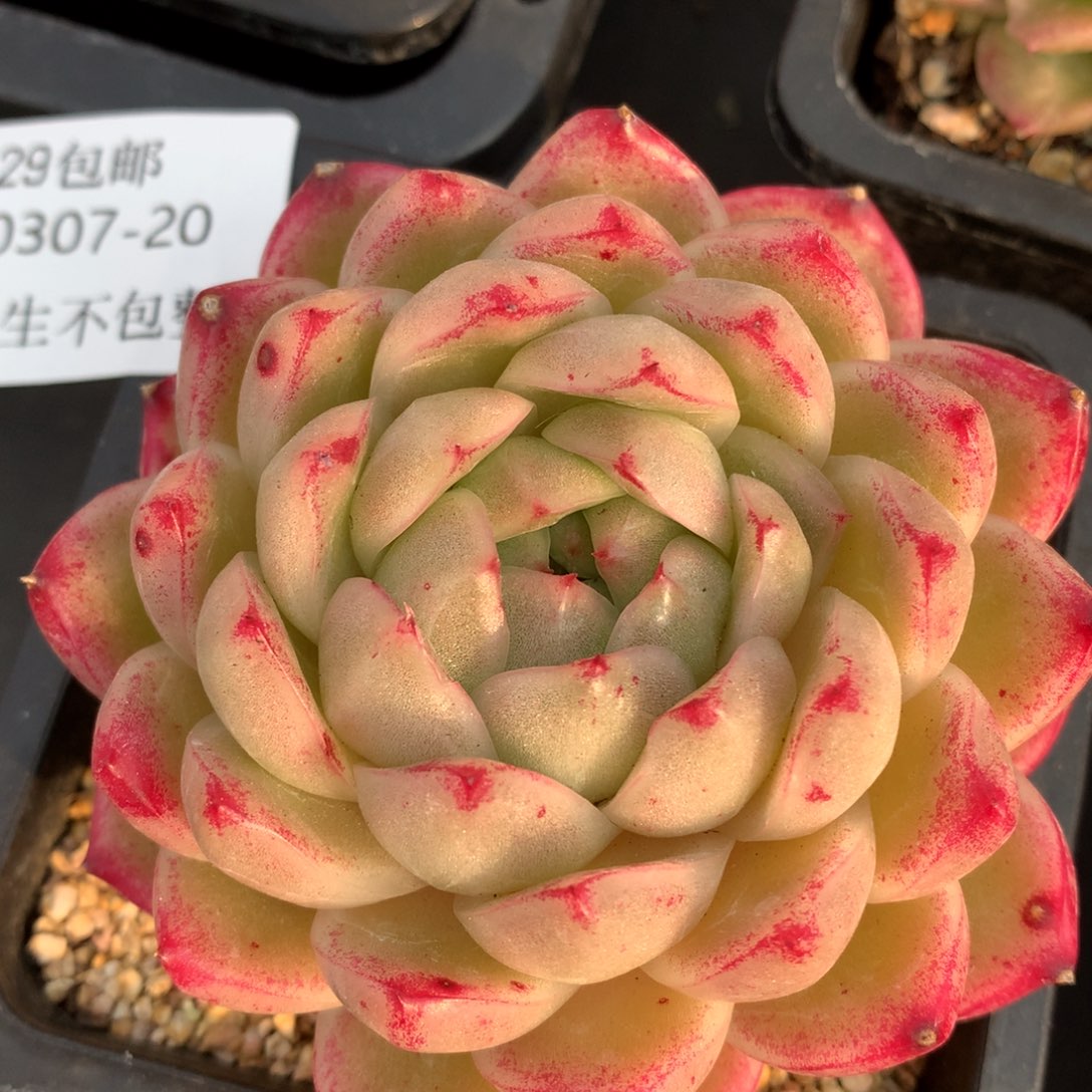 0307-20 麦杆优选