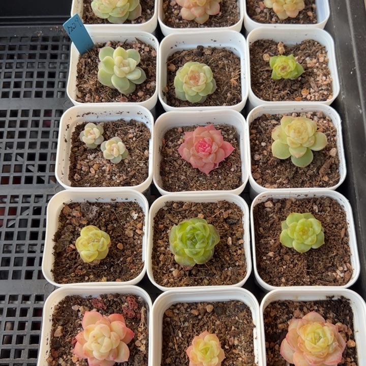 ****星星专拍链接啊啊啊啊