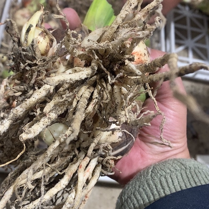 安吉拉朱顶红5以上三颗无激素