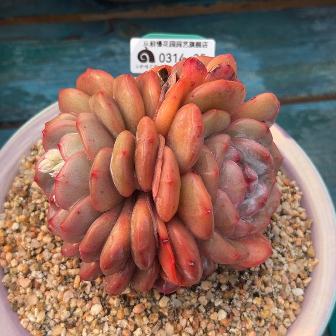 多肉一物一拍0314-35