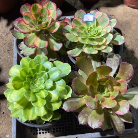 366多肉植物组合