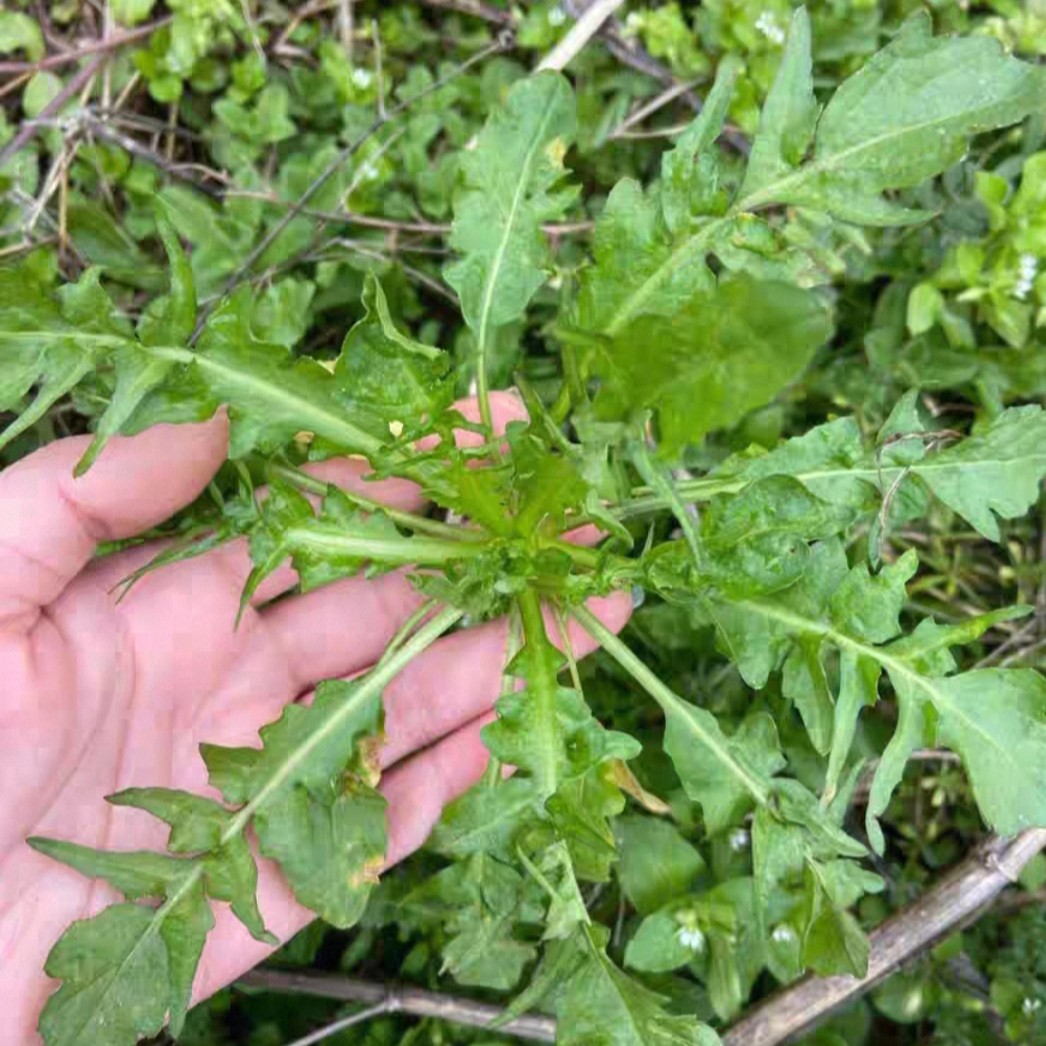随州本地野荠菜新鲜荠菜包饺子新鲜现挖现发买两斤送半斤