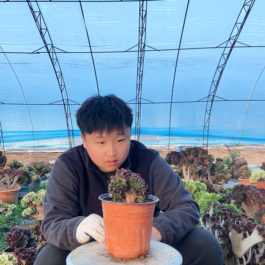完全开放欧紫缀化