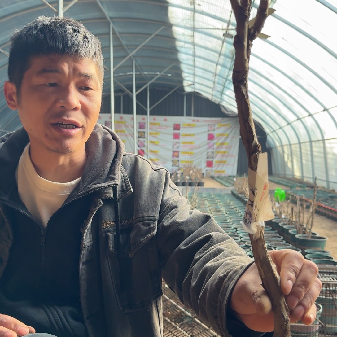 擎天粉独杆29。   