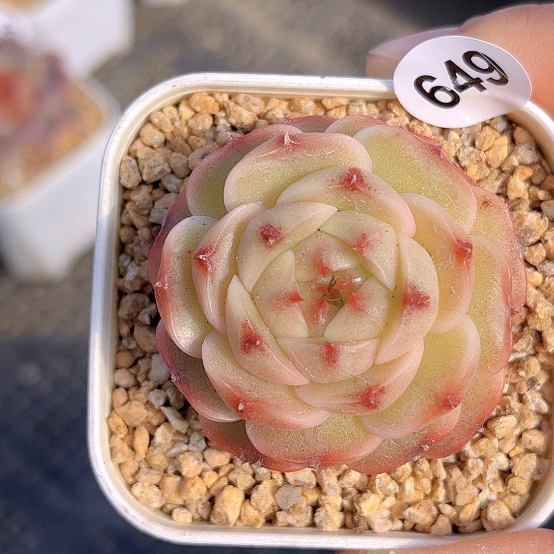 649  新品珍妮  满18包邮