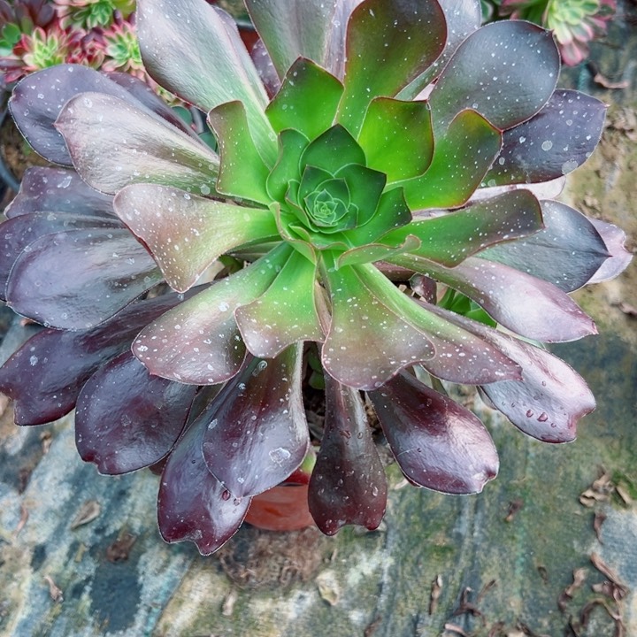 203巫多肉植物的