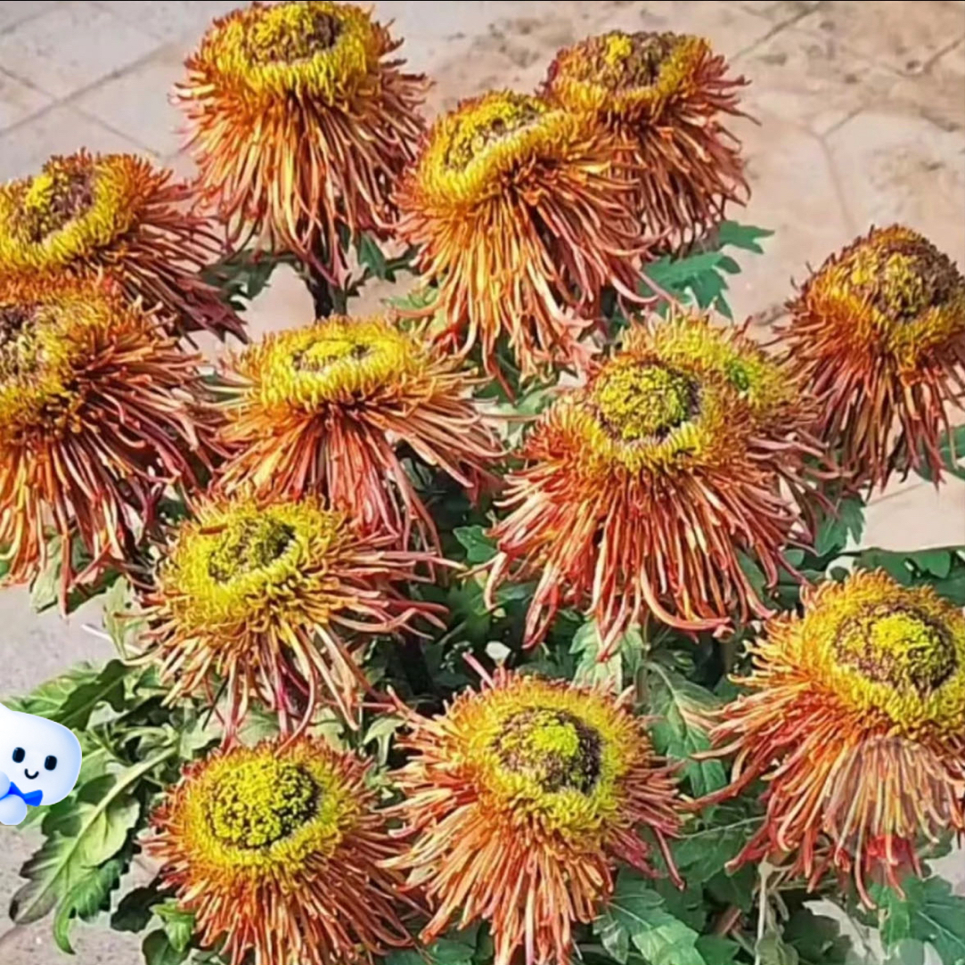 九月大花菊《咖啡小姐》菊花大苗 开花漂亮